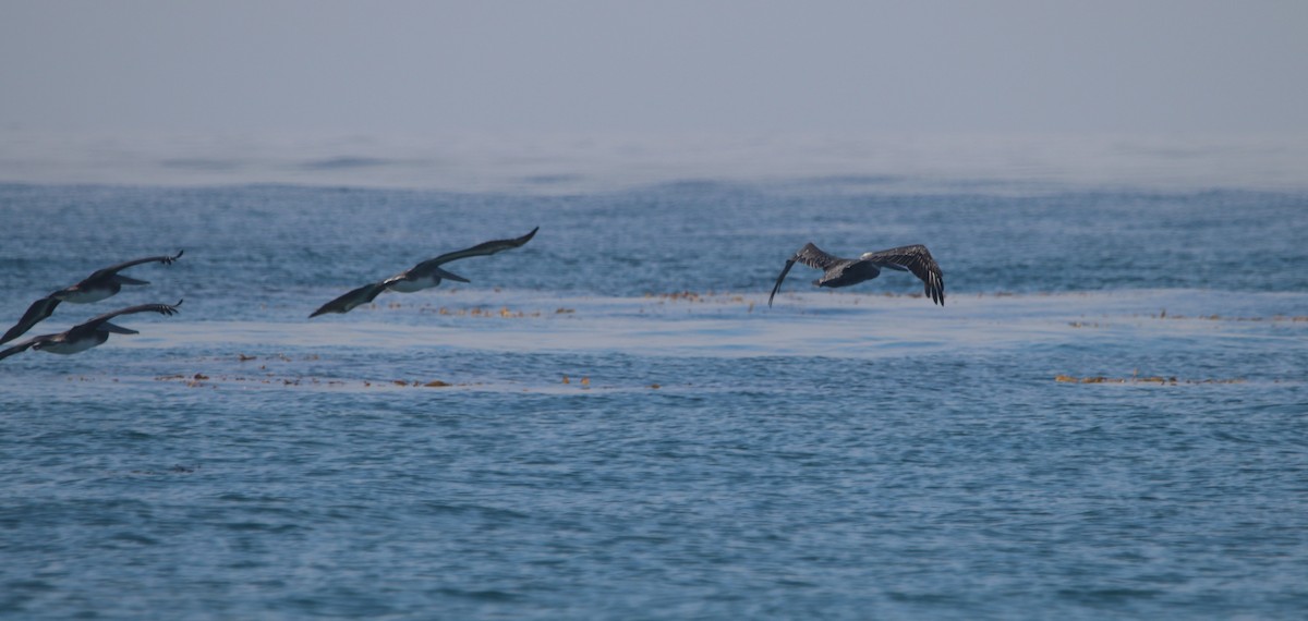 Brown Pelican - ML642636948