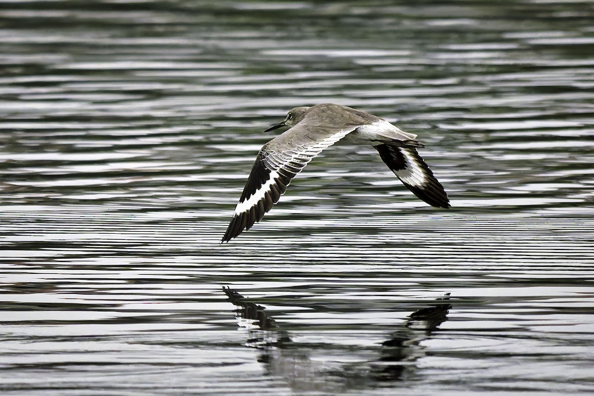 Willet - ML642636950
