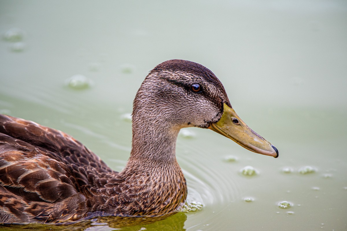マガモ - ML642636956