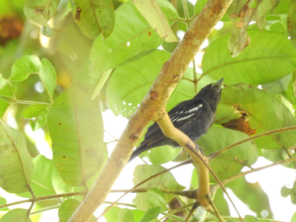White-winged Becard - ML642636959
