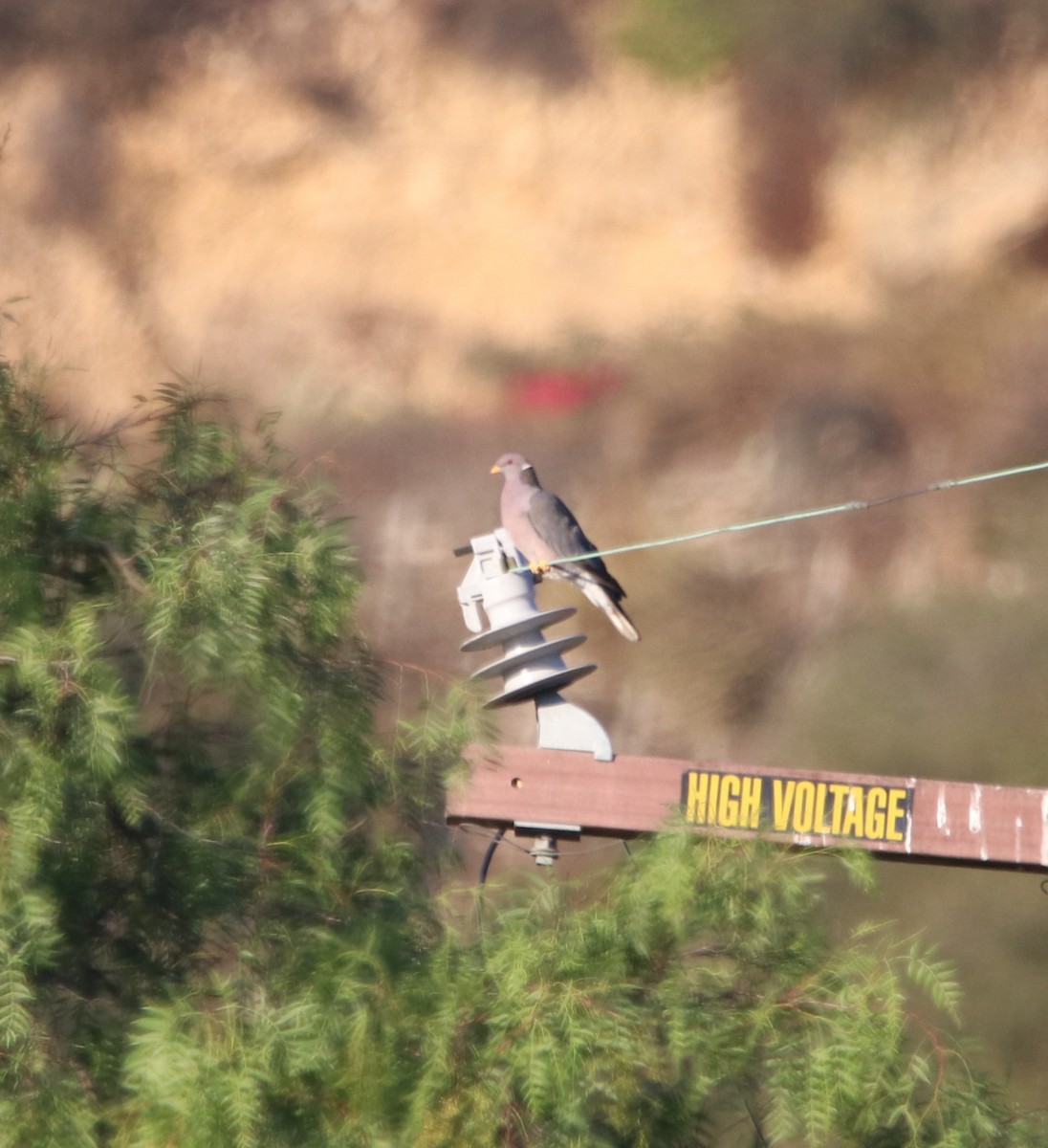 Bandtaube - ML642636979