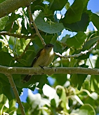 American Redstart - ML642636988