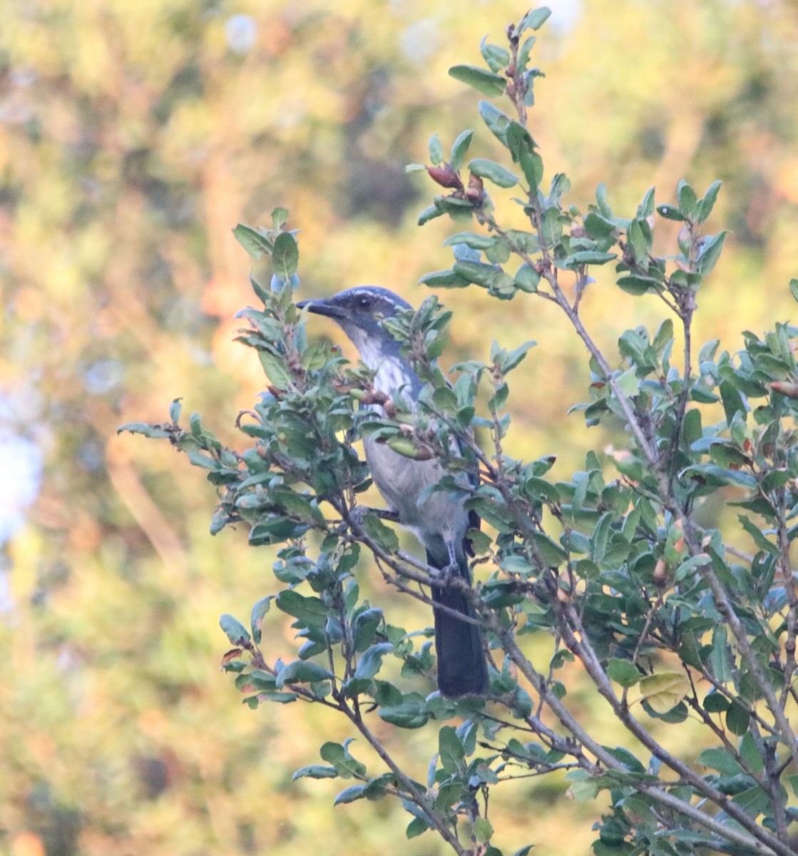 California Scrub-Jay - ML642636997