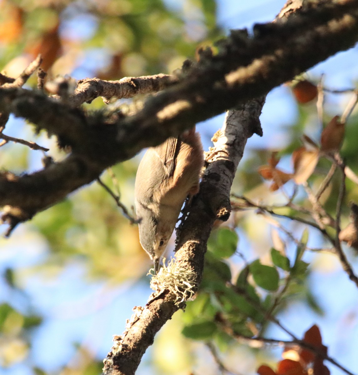 White-breasted Nuthatch - ML642637007