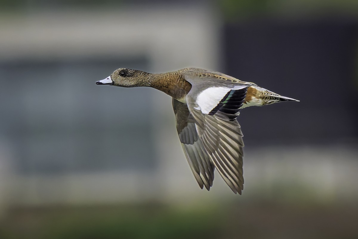 Canard d'Amérique - ML642637010