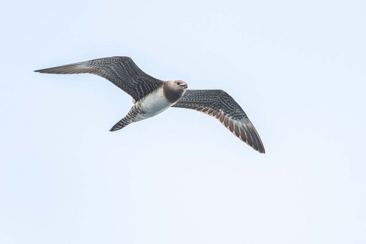 Long-tailed Jaeger - ML642637017