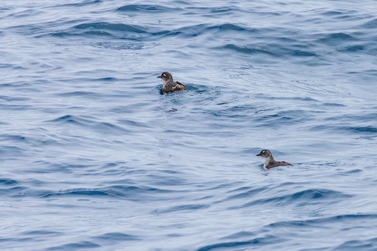 Cassin's Auklet - ML642637027