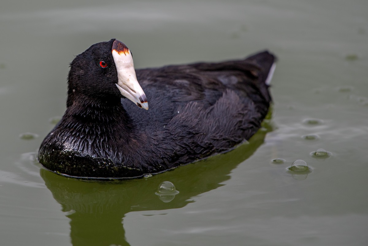 American Coot - ML642637029