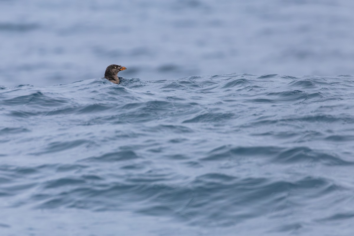 Rhinoceros Auklet - ML642637030