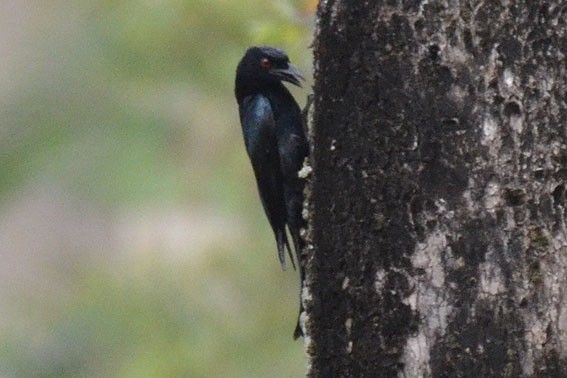 Spangled Drongo - ML642637040