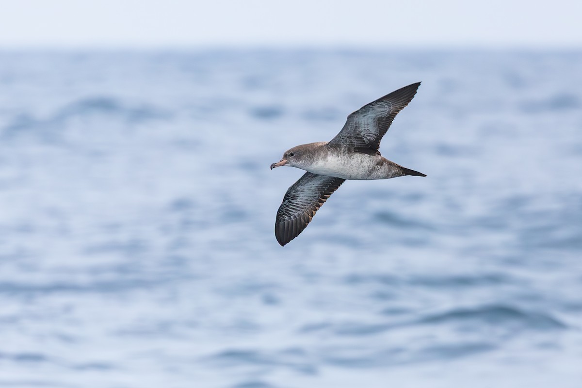 Pink-footed Shearwater - ML642637087