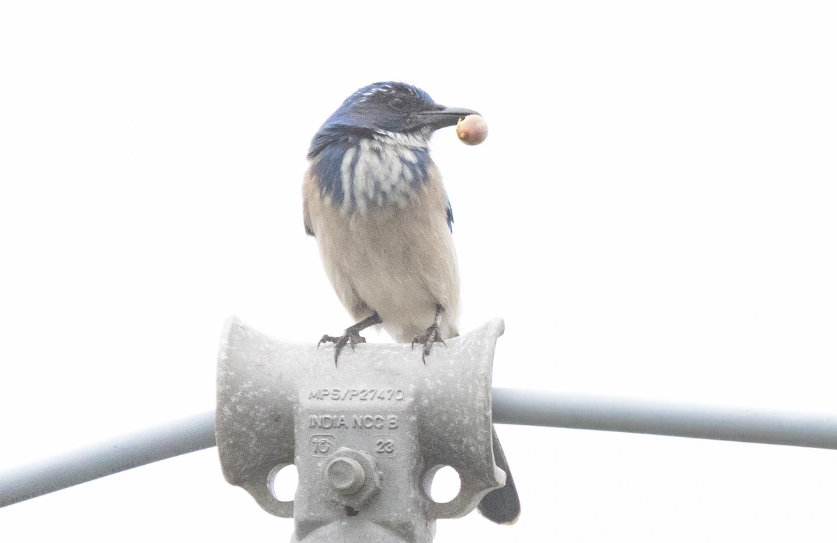 California Scrub-Jay - ML642637115