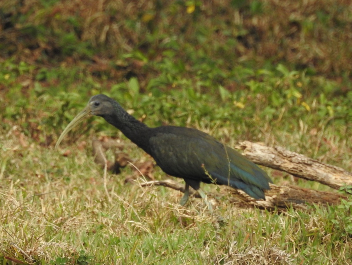 Green Ibis - ML642637138