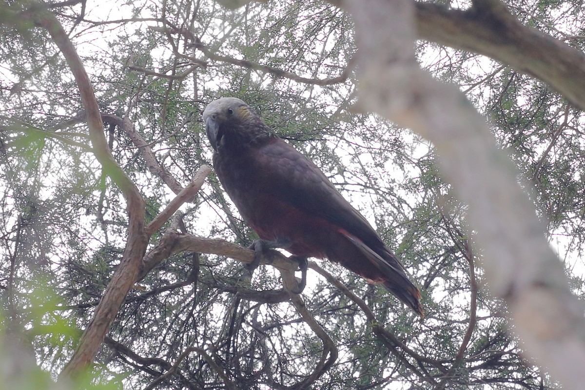 New Zealand Kaka - ML642637140