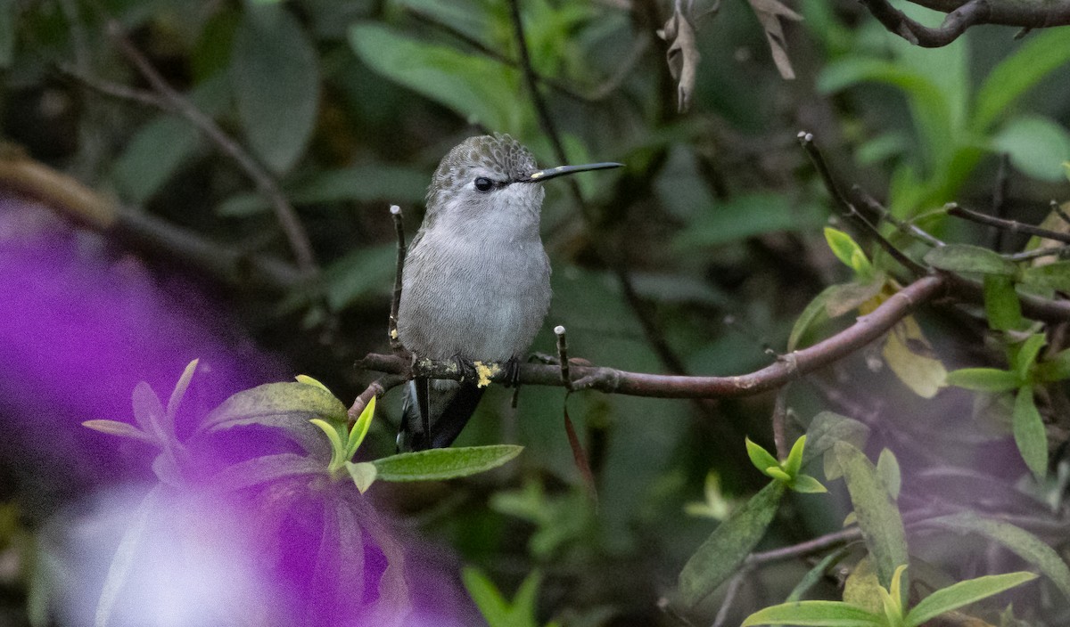 Costa's Hummingbird - ML642637141