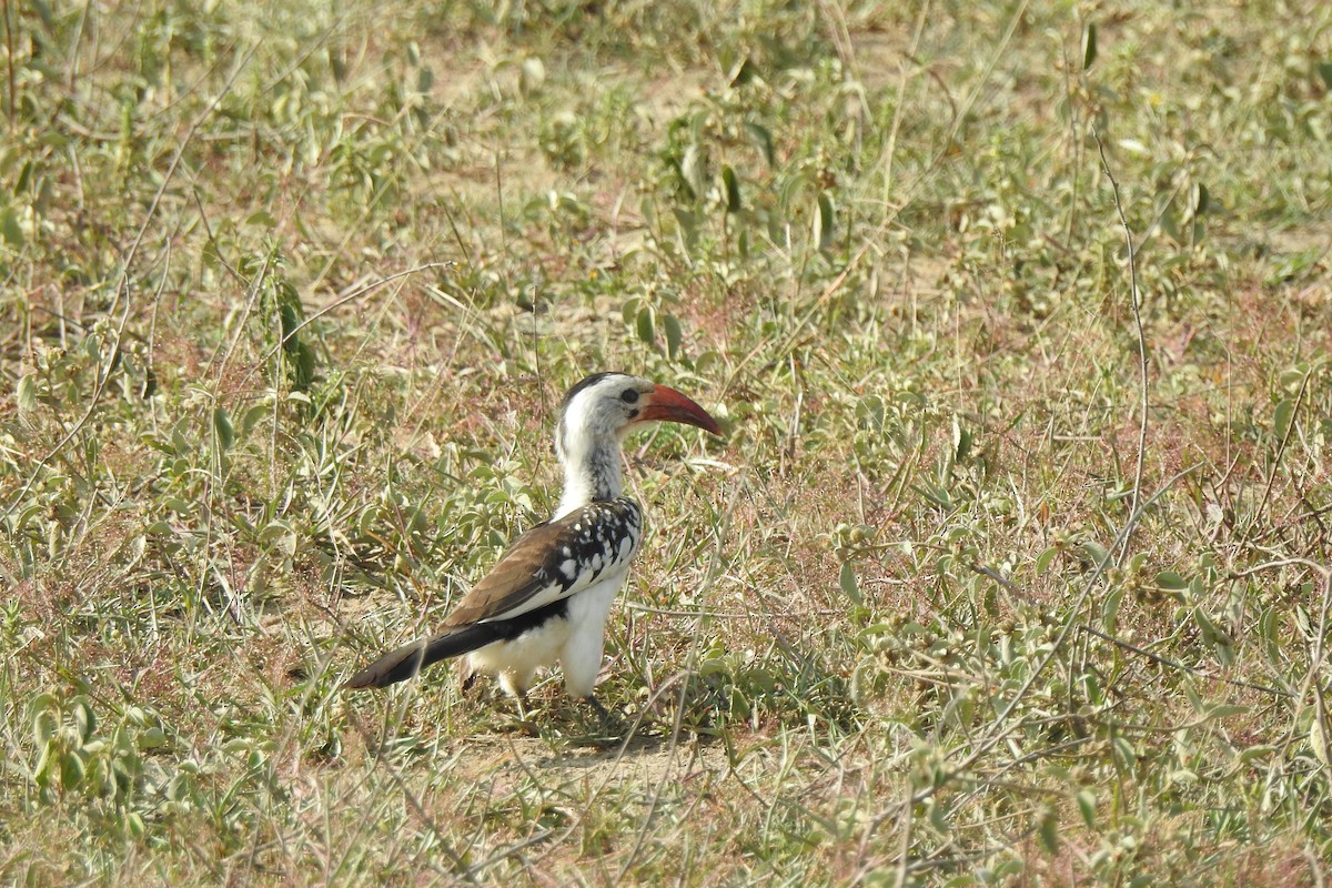 Northern Red-billed Hornbill - ML642637156