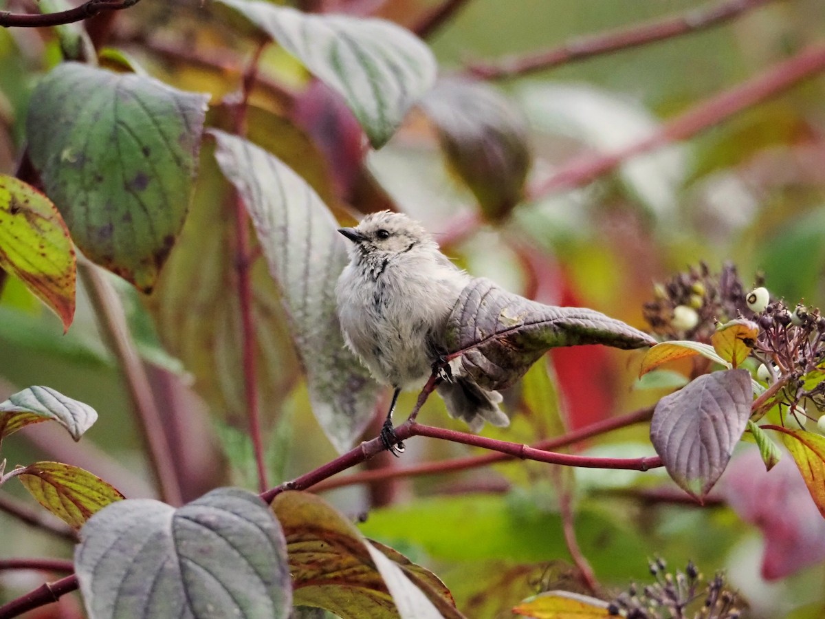 Bushtit - ML642637160