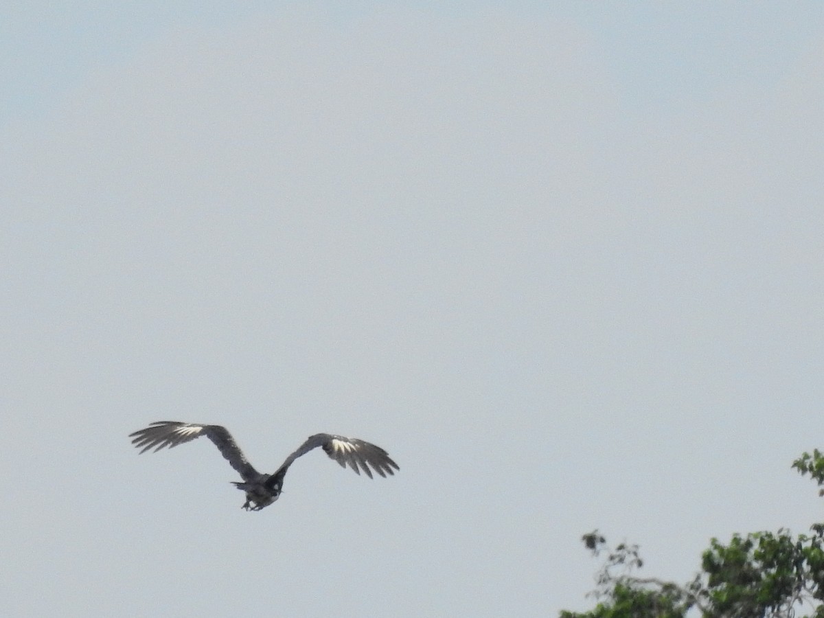 Horned Screamer - ML642637166