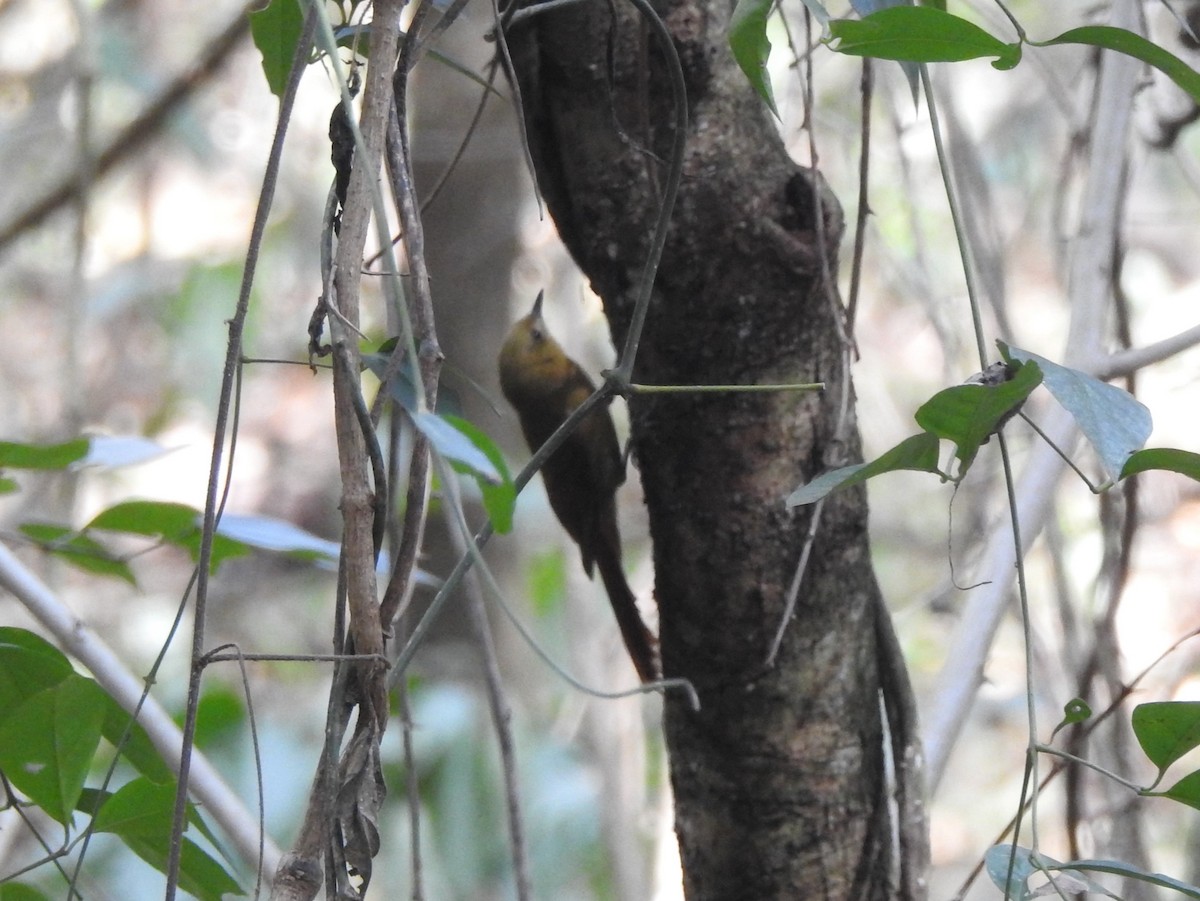 Olivaceous Woodcreeper - ML642637172