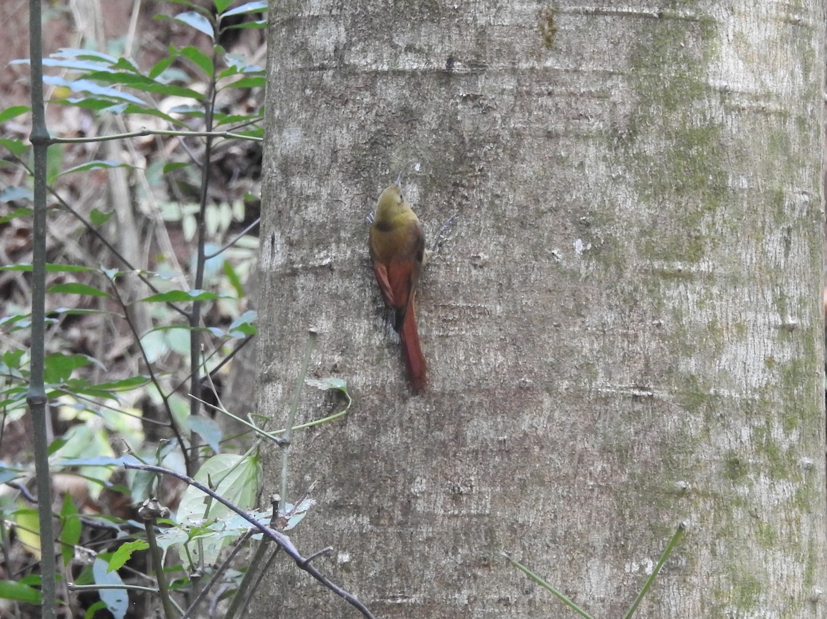 Olivaceous Woodcreeper - ML642637173