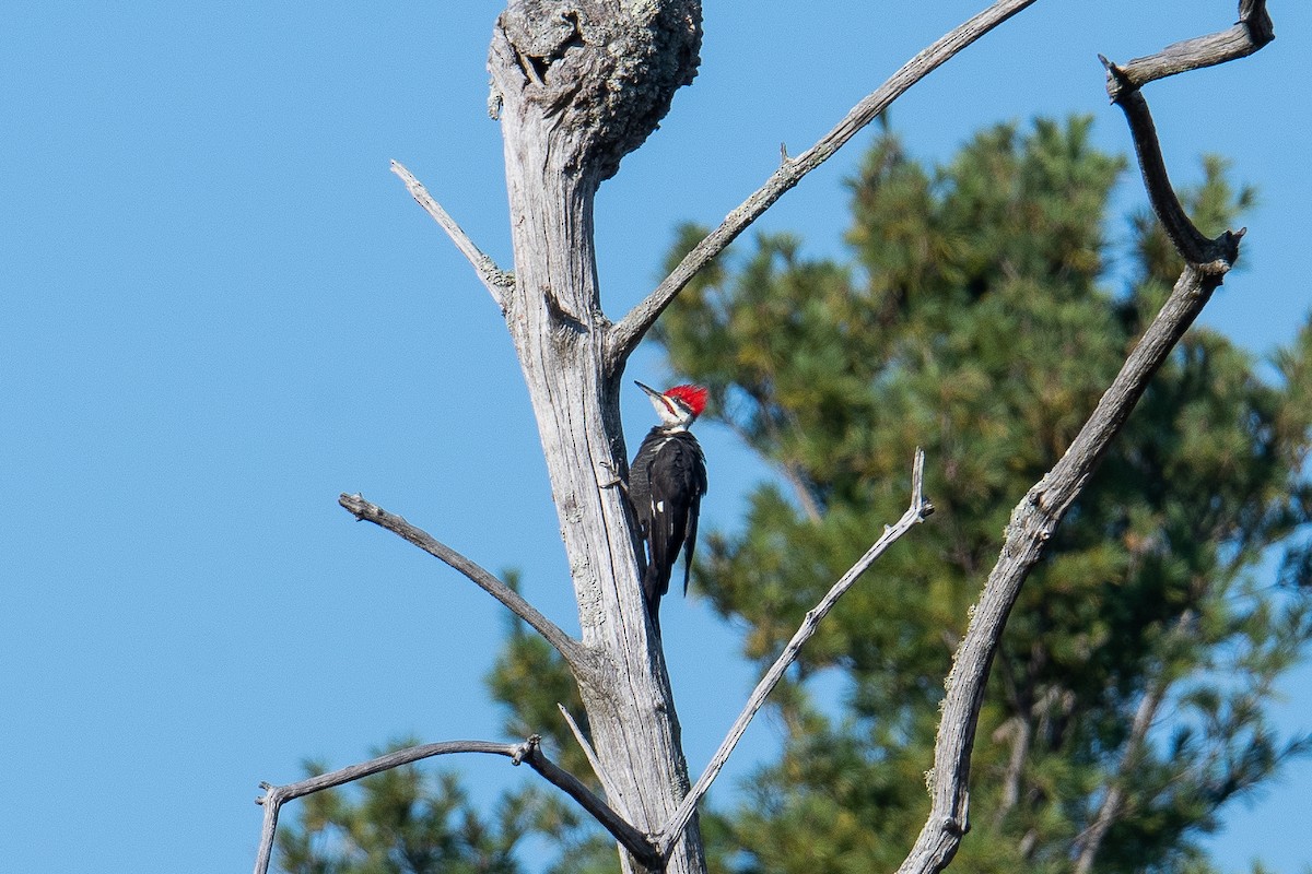 Pileated Woodpecker - ML642637176