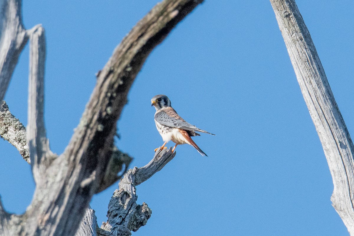 American Kestrel - ML642637180