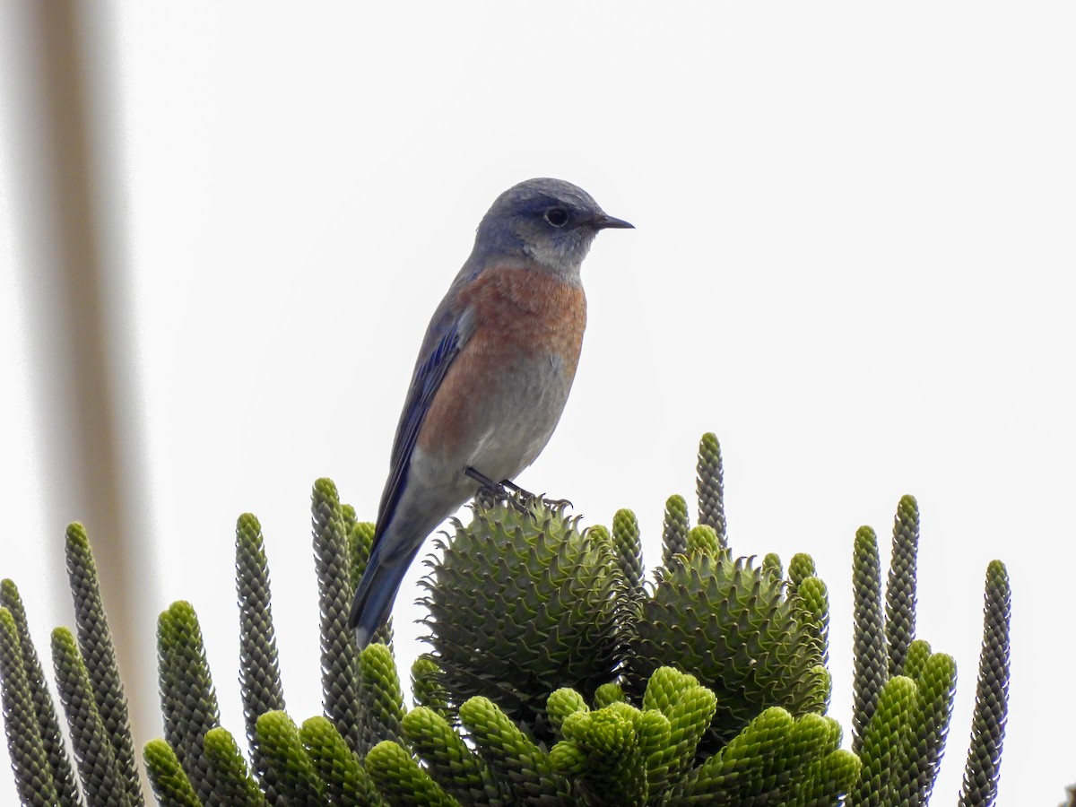 Western Bluebird - ML642637185
