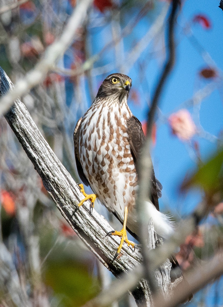 Sharp-shinned Hawk - ML642637187