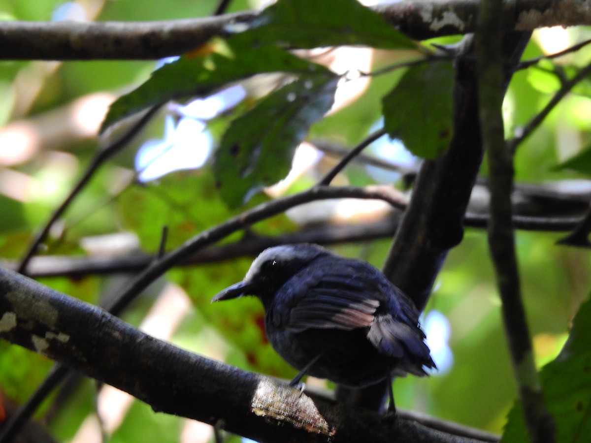 White-browed Antbird - ML642637201