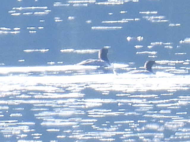 Hooded Merganser - ML642637213