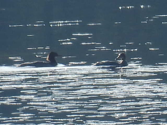 Hooded Merganser - ML642637214