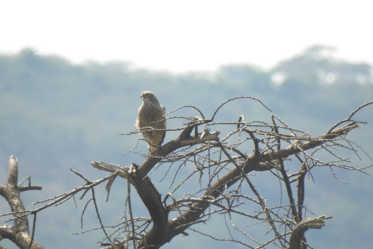 Grasshopper Buzzard - ML642637231