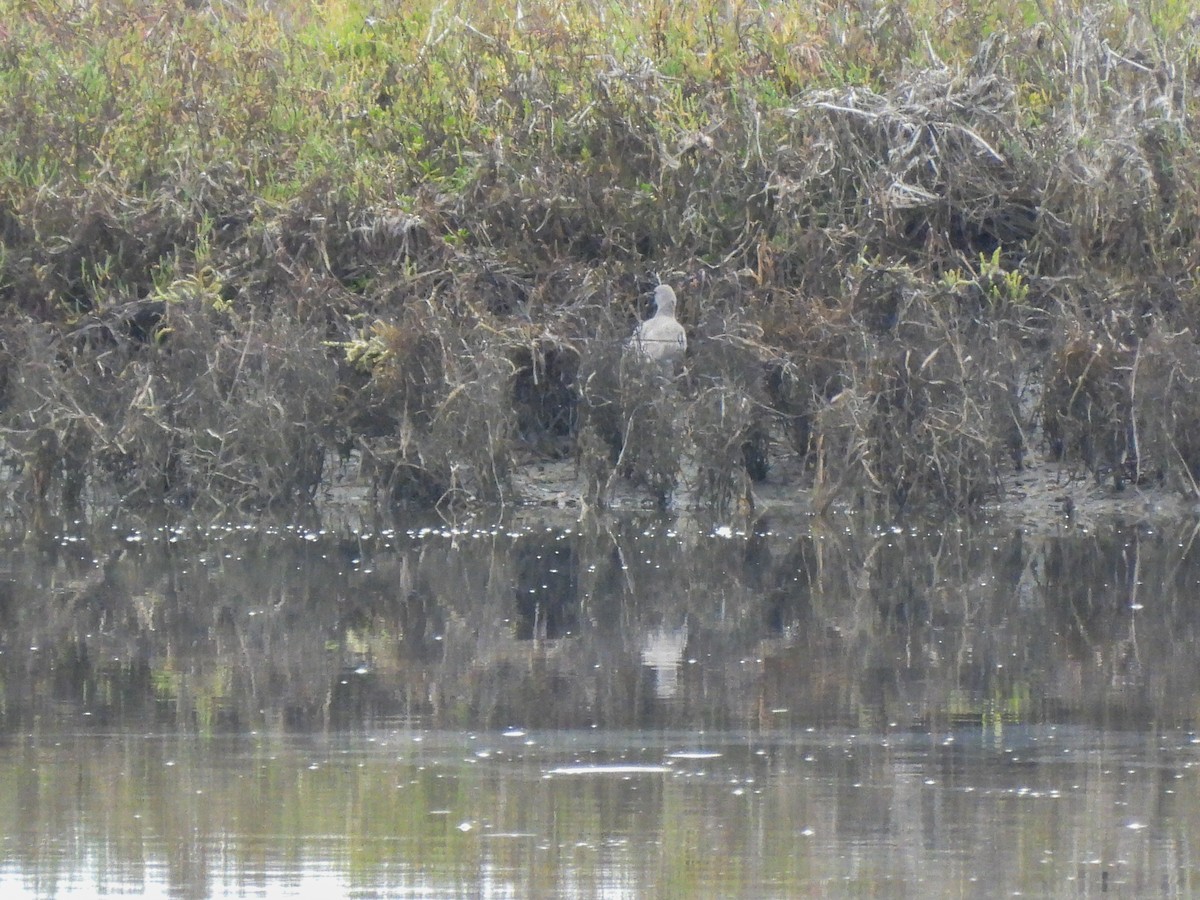 Willet - ML642637233