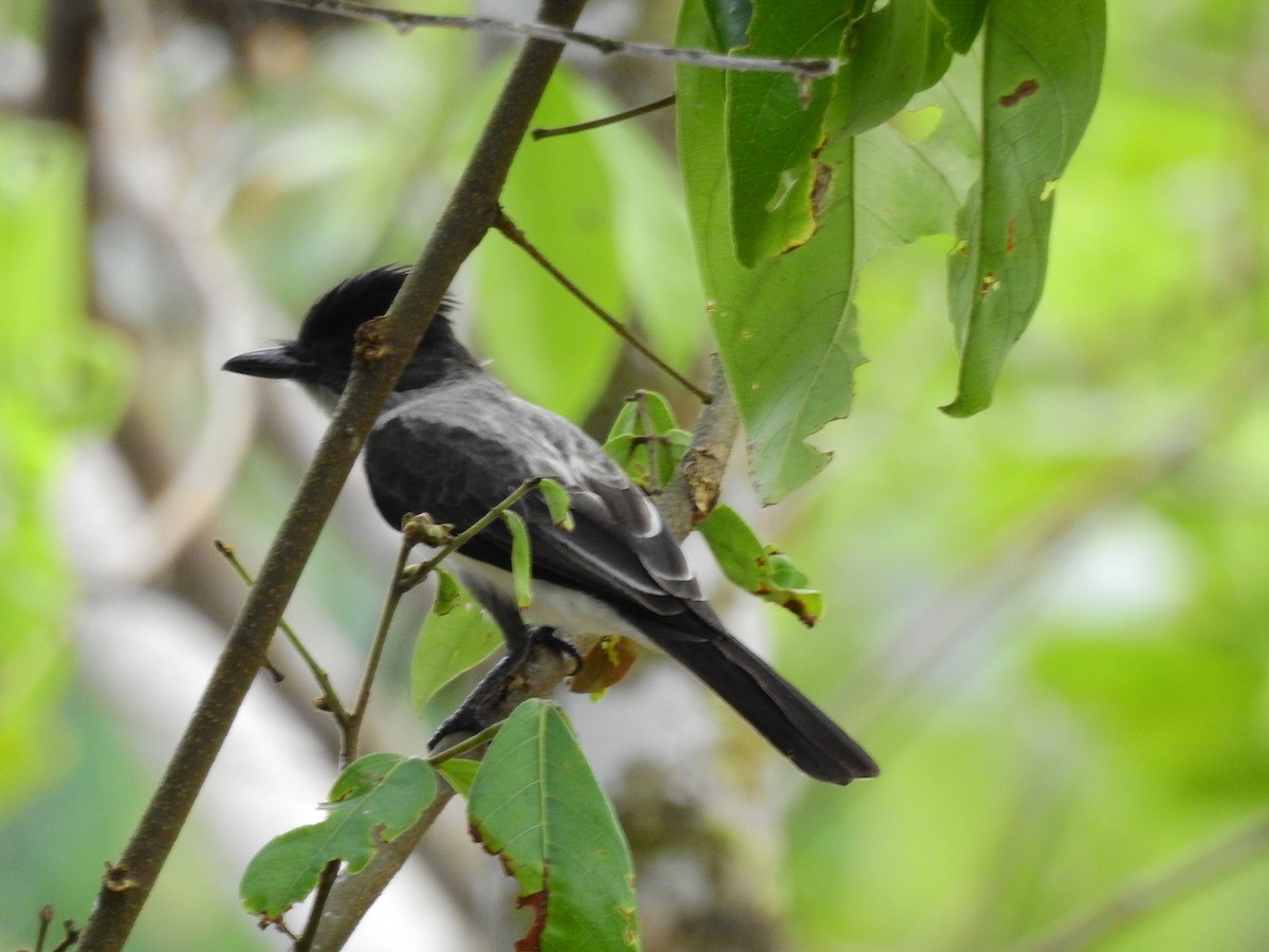 White-rumped Sirystes - ML642637234