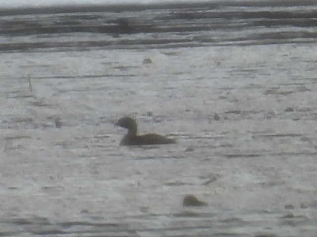 Pied-billed Grebe - ML642637239
