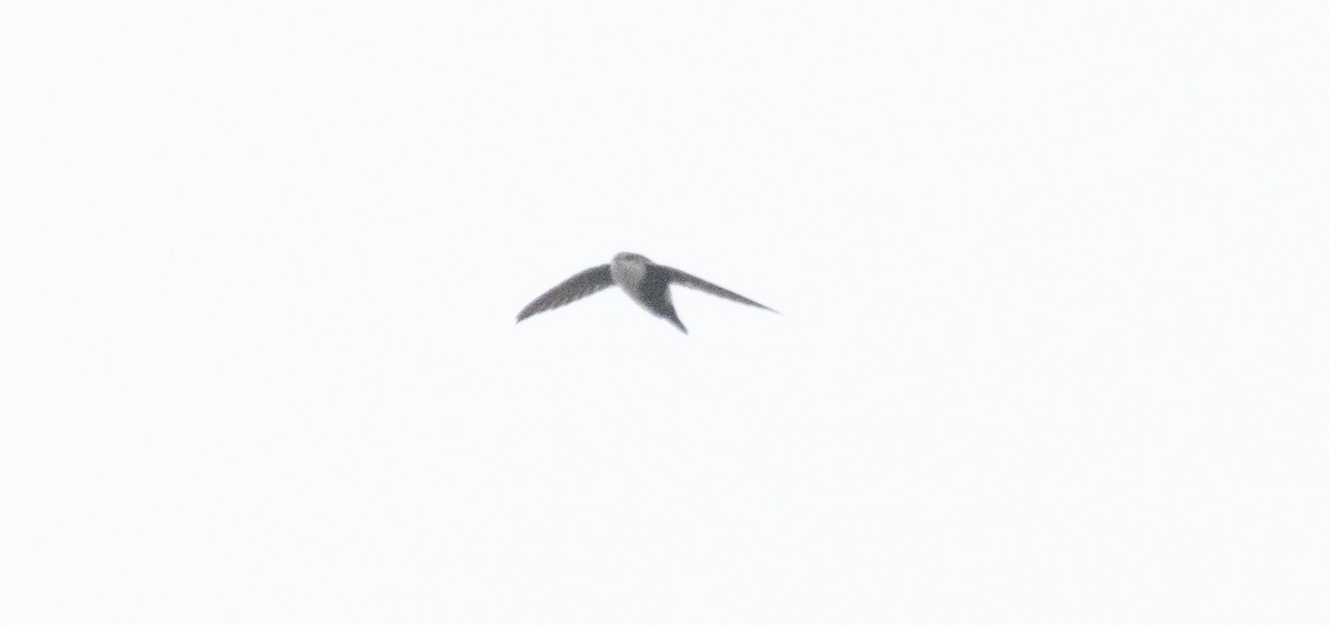 White-throated Swift - ML642637269