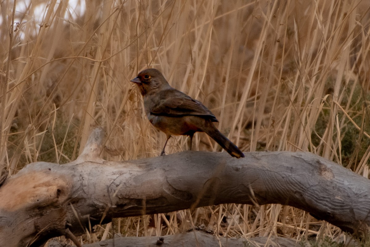 California Towhee - ML642637273