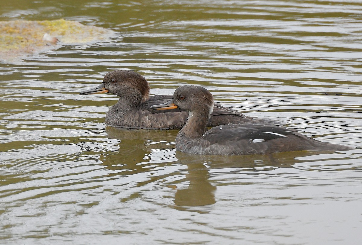 Hooded Merganser - ML642637285