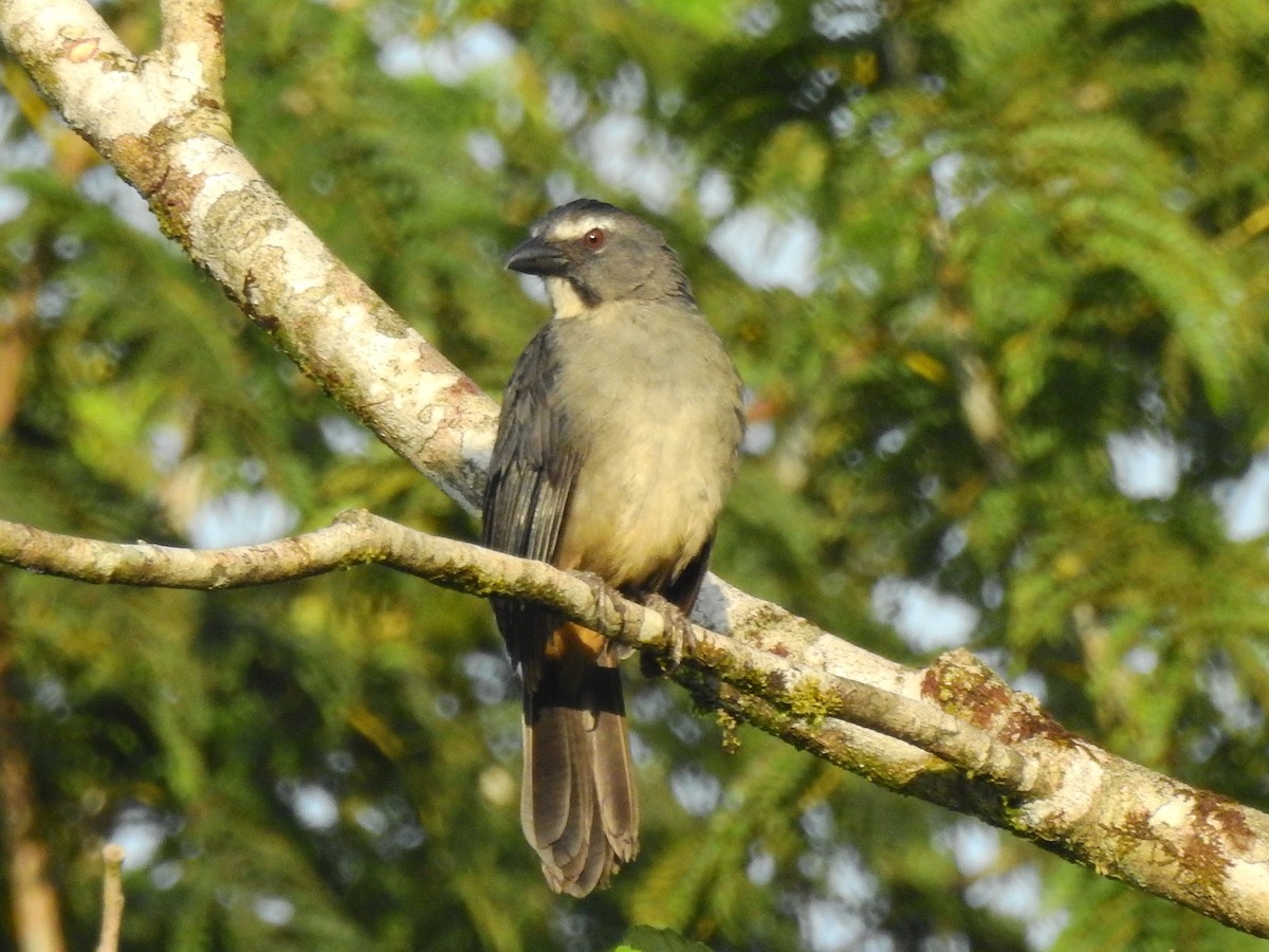 Buff-throated Saltator - ML642637297