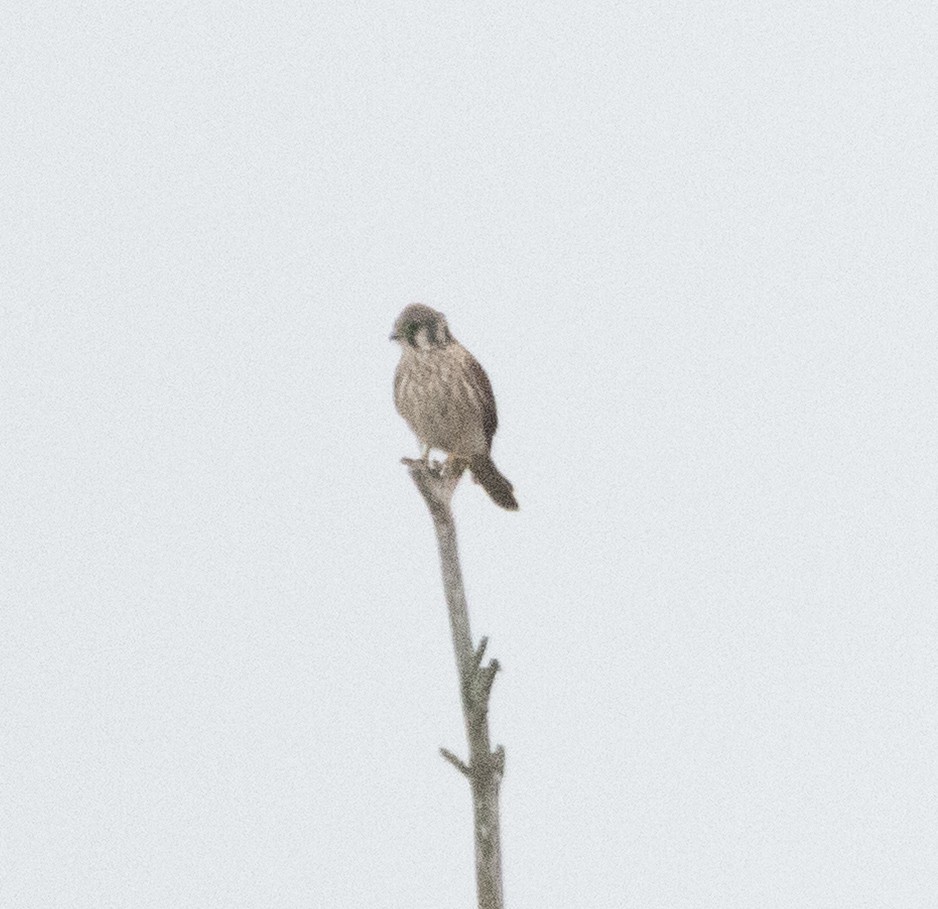 American Kestrel - ML642637298
