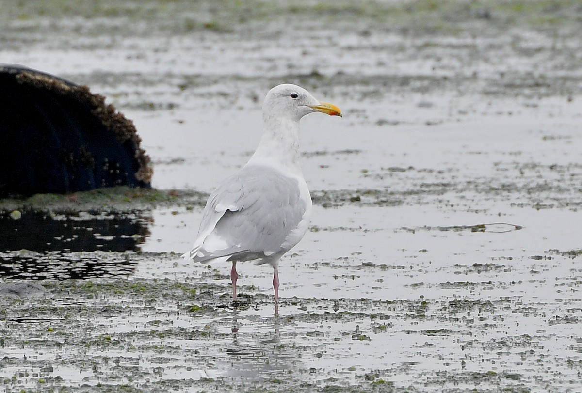 Glaucous-winged Gull - ML642637300