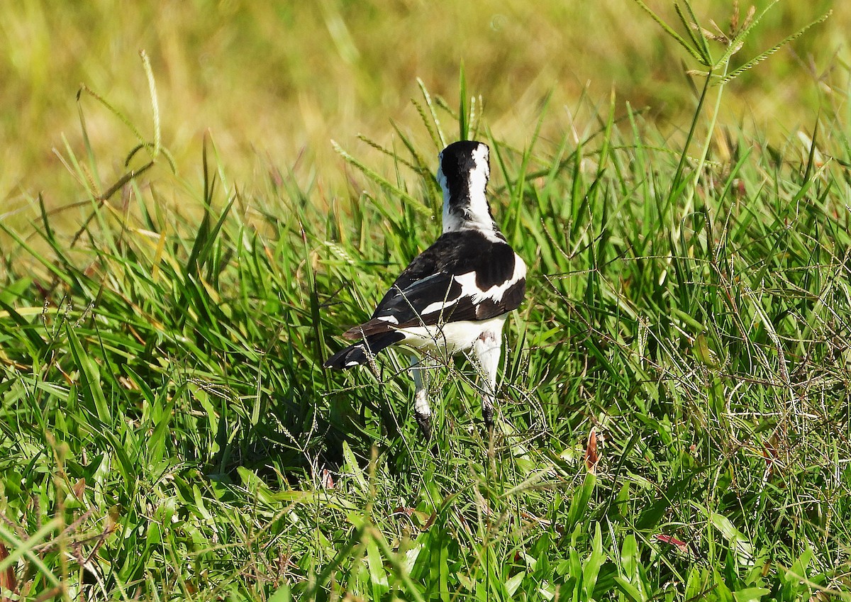 Magpie-lark - ML642637305