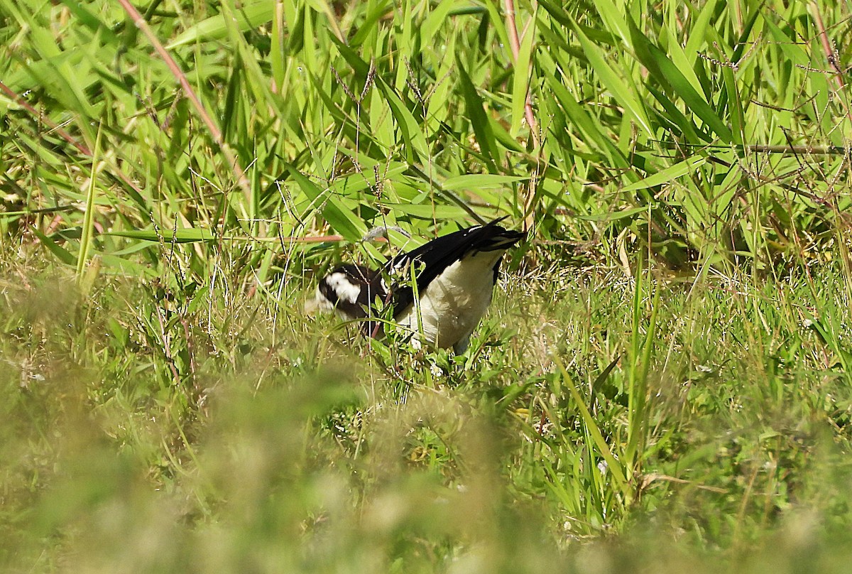 Magpie-lark - ML642637306