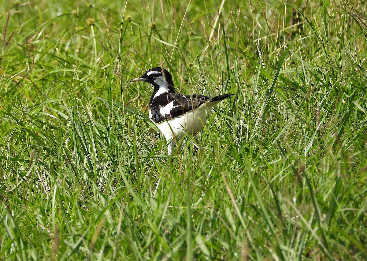 Magpie-lark - ML642637307