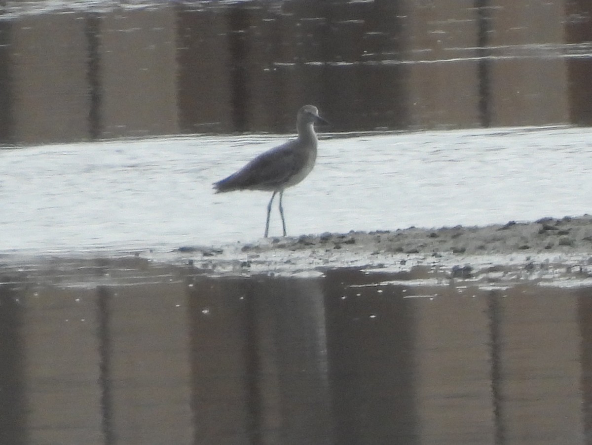 Willet - ML642637320