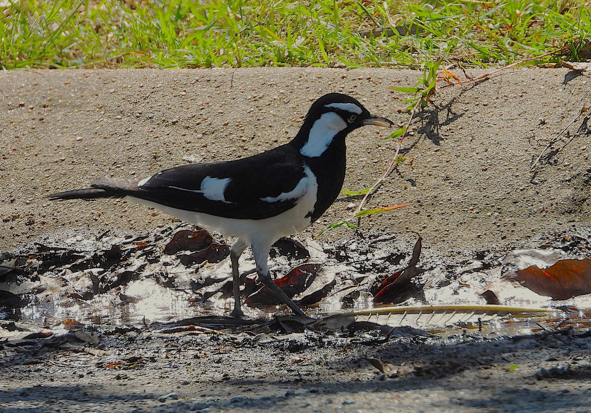 Magpie-lark - ML642637321