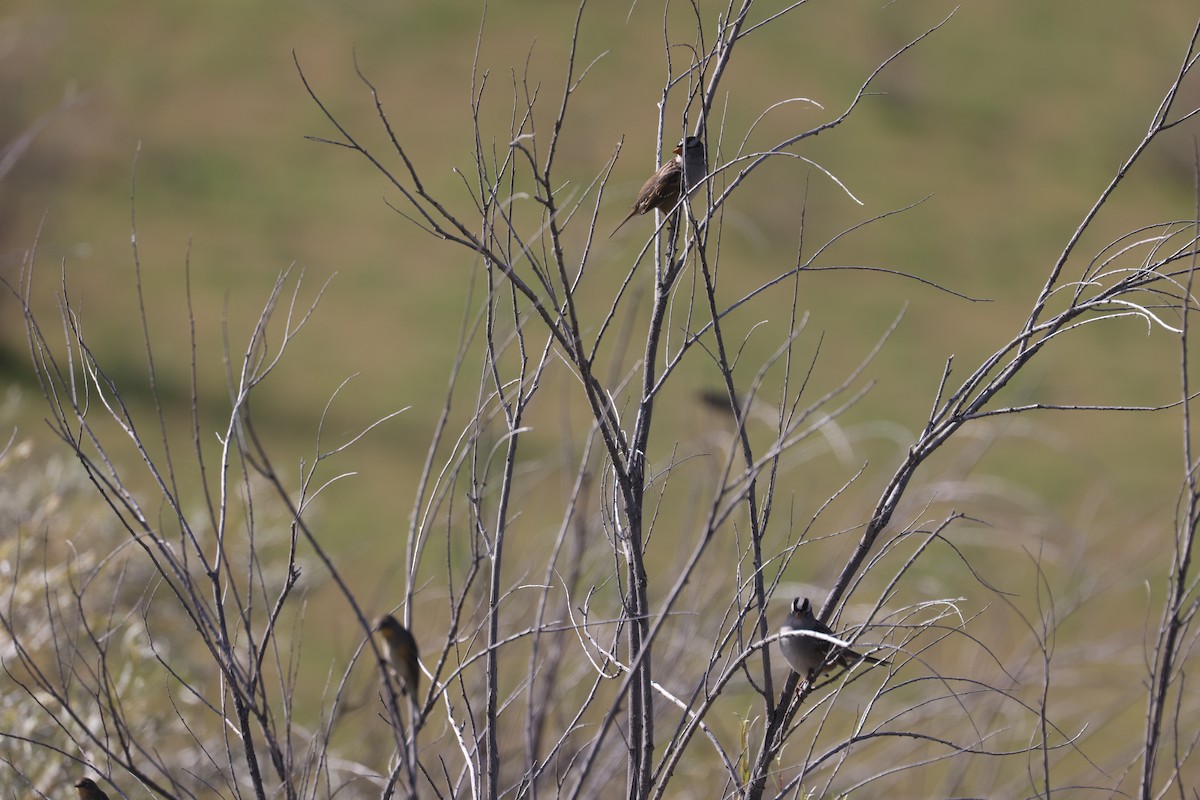 White-crowned Sparrow - ML642637340