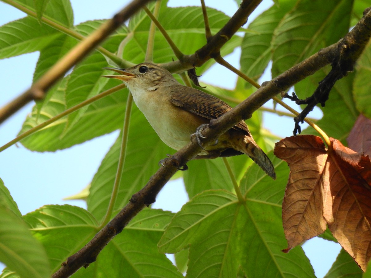 Buff-breasted Wren - ML642637345