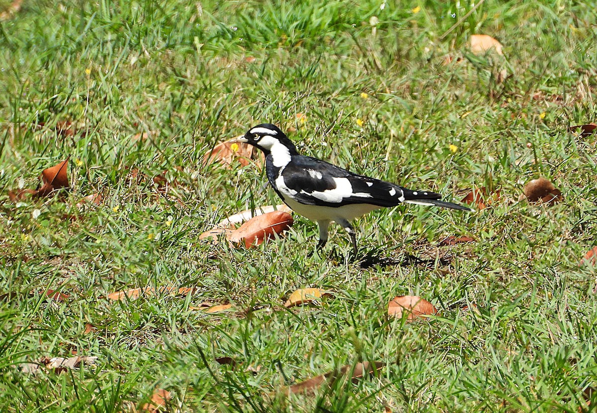 Magpie-lark - ML642637357