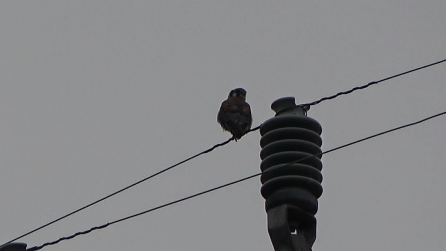 American Kestrel - ML642637387